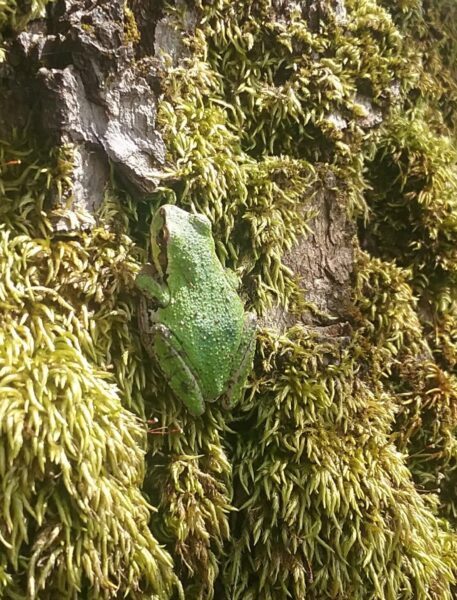 Frog on tree trunk