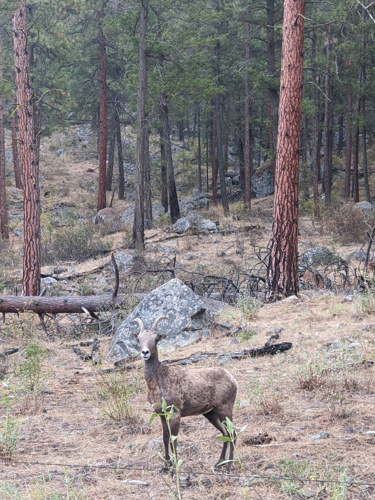 Bighorn sheep